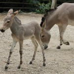 Narodziny osiołka somalijskiego