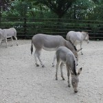 Nasze zwierzęta / Wykaz gatunków / Ssaki