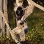 Nowe zwierzęta w płockim ZOO