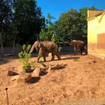 Nasze zwierzęta / Zoologiczny kalendarz