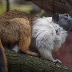 Nasze zwierzęta / Wykaz gatunków / Ssaki